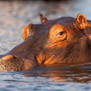 Ein Nilpferd taucht teilweise im Wasser auf, sein Kopf ist gut sichtbar, während die Sonne auf seine Haut scheint.