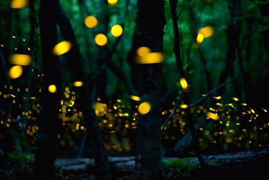 In einem dunklen Wald leuchten zahlreiche Glühwürmchen, die eine magische Atmosphäre schaffen und die Umgebung erhellen.