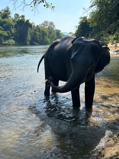 Verspielter Elefant planscht und spritzt im Wasser – Thailand Familienreise