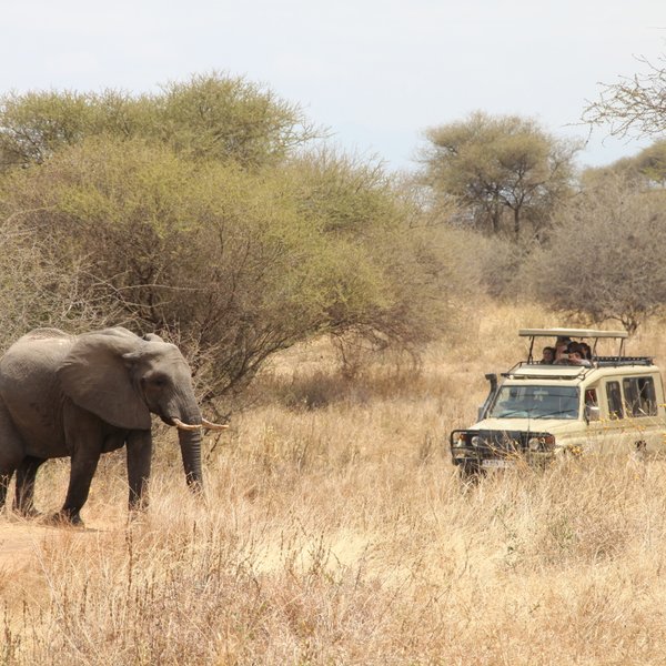 Ein Elefant wandert durch die trockene Savanne, während ein Geländewagen mit Touristen in der Nähe steht.