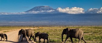 Eine Gruppe von Elefanten überquert einen staubigen Weg, während der majestätische Kilimandscharo im Hintergrund sichtbar ist.