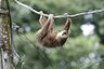 Costa Rica Reise - Bewertung - Orang-Utan im Baum