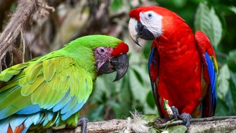 Farbenfrohe Papageien sitzen im Jaguar Rescue Center bei Puerto Viejo de Talamanca – Costa Rica Familienreise