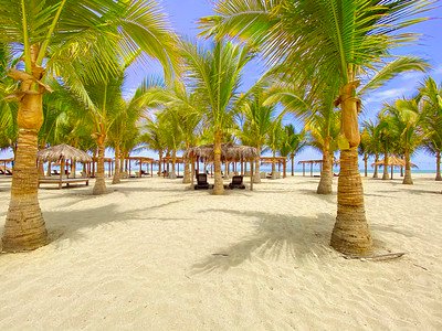 Ein sonniger Strand mit üppigen Palmen, die sanft im Wind wiegen, und einem klaren blauen Himmel im Hintergrund.