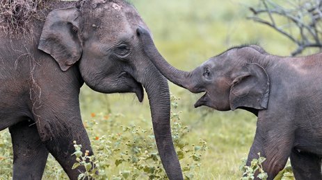 Elefanten bewegen sich durch das hohe Gras im Gal Oya Valley Nationalpark – Sri Lanka Familienreise