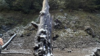 Ein verwitterter Baumstamm steht in einer trockenen, rissigen Landschaft, umgeben von grünen Bäumen und leichtem Schnee.