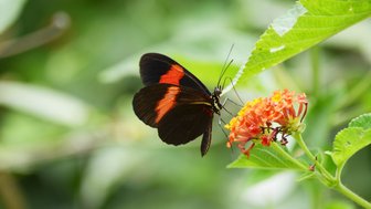 Ein wunderschöner Schmetterling mit schwarzen und orangefarbenen Flügeln sitzt auf einer bunten Blüte in einem grünen Umfeld.
