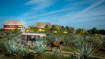 Eine malerische Landschaft mit Agavenpflanzen, einem Pferd und bunten Hütten unter einem strahlend blauen Himmel.