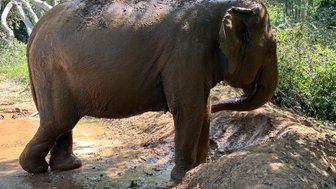 Schlammiges Elefant spielt im Wasser – Thailand Reise mit Kindern