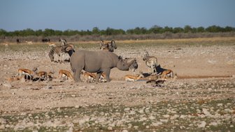 Ein Nashorn, Springböcke und Zebras stehen zusammen an einem Wasserloch - Namibia mit Kindern