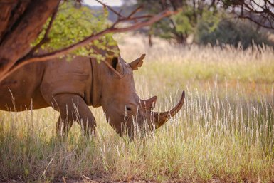 Ein kleines Nashorn läuft durch Gras - Namibia Familienurlaub