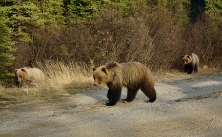 Eine Familie von Bären wandert entlang eines Schotterwegs, umgeben von hohem Gras und dichten Büschen im Hintergrund.
