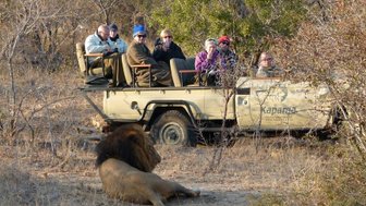 Safari-Teilnehmer im Geländewagen beobachten einen ruhenden Löwen in freier Wildbahn – Südafrika mit Kindern