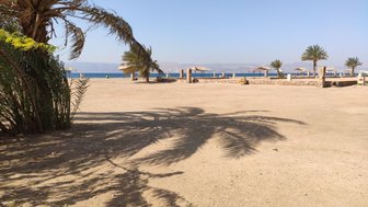 Ein sonniger Strand mit Palmen, sanften Wellen und einem klaren blauen Himmel, der eine entspannende Atmosphäre schafft.