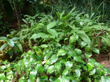 Pflanzen und Gewürze im satten Grün des Gartens – Sri Lanka Familienreise