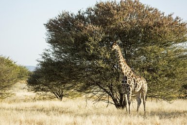 Eine Giraffe steht in der Natur vor einem Baum - Namibia Familienurlaub