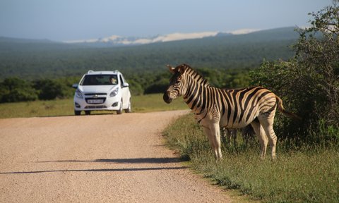 Ein Zebra steht am Wegesrand im Addo-Nationalpark während ein Auto vorbeifährt – Südafrika Reise mit Kindern