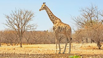 Eine Giraffe steht in der Landschaft - Namibia Familienurlaub
