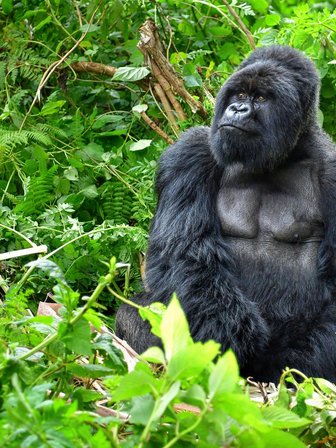 Ein majestätischer Gorilla sitzt inmitten üppiger, grüner Vegetation und blickt nachdenklich in die Ferne.