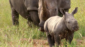 Junges Nashorn bleibt dicht an seiner Mutter in einem südafrikanischen Wildreservat – Südafrika mit Kindern