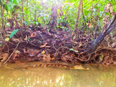 Kaiman liegt versteckt am Ufer eines Wasserwegs im Tortuguero Nationalpark – Costa Rica Reise mit Kindern