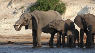 Eine Herde von Elefanten steht am Ufer eines Gewässers, während die Sonne auf die sanften Hügel im Hintergrund scheint.