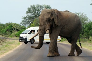 Ein majestätischer Elefant überquert eine Straße, während ein Fahrzeug mit einem Passagier in der Nähe anhält.