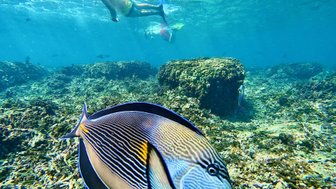 Bunte Fische beim Schnorcheln an den Daymaniyat Inseln – Oman Reise mit Kindern