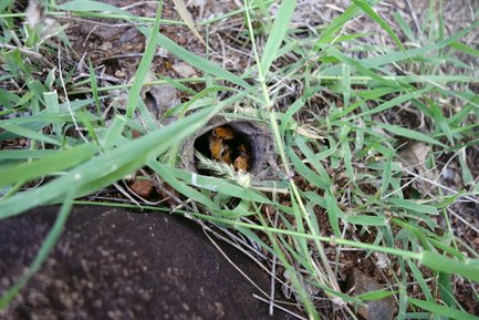 Ein kleines Loch im Boden, umgeben von grünem Gras, aus dem einige orangefarbene Insekten hervorschauen.