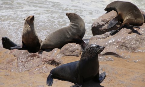 Mehrere Robben liegen am Strand - Namibia Familienurlaub