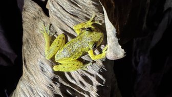 Eine leuchtend gelbe Frosch sitzt auf einer rauen, braunen Baumrinde und hebt seine Vorderbeine an.
