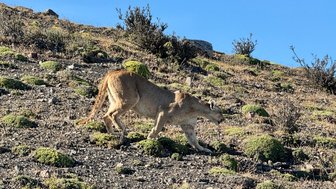 Ein Puma schleicht über einen bewachsenen Hang, umgeben von Steinen und Sträuchern unter einem klaren blauen Himmel.