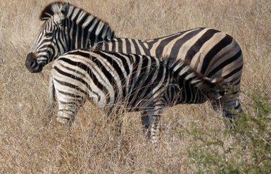 Zwei Zebras stehen nebeneinander im Makutsi – Südafrika mit Kindern
