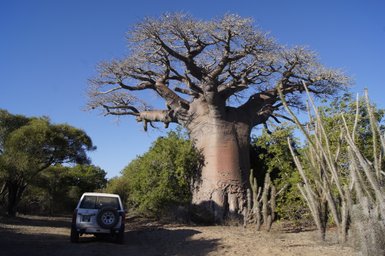 Ein großer, kahler Baobab-Baum steht majestätisch neben einem weißen Jeep auf einem sandigen Weg in der Natur.