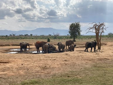 Eine Gruppe von Elefanten trinkt Wasser an einer kleinen Wasserstelle in der Savanne, umgeben von trockener Erde und Bäumen.