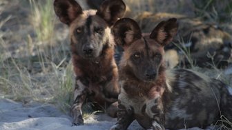 Zwei afrikanische Wildhunde liegen entspannt im Gras, ihre auffälligen Ohren und das gefleckte Fell sind gut sichtbar.
