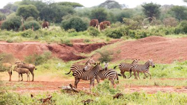 Eine Gruppe von Zebras läuft über eine grüne Wiese, während im Hintergrund Elefanten zu sehen sind.