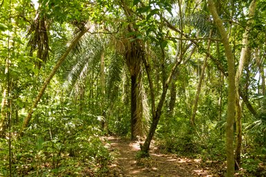 Ein schmaler Pfad schlängelt sich durch den dichten, grünen Dschungel von Tayrona Nationalpark, umgeben von hohen Palmen.