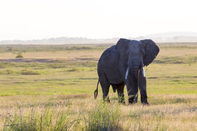 Ein majestätischer Elefant steht in einer weiten, grünen Savanne, umgeben von sanften Hügeln im Hintergrund.