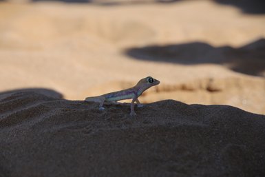 Eine Echse im Sand - Namibia Familienurlaub