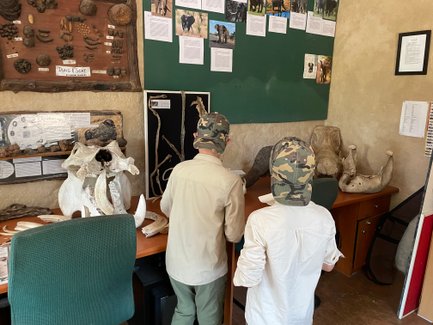 Zwei Kinder betrachten neugierig Tierknochen in einer Ausstellung im Kruger-Nationalpark – Südafrika mit Kindern erkunden