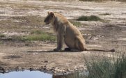 Löwe sitzt am Wasserloch - Tansania Rundreise mit Kindern