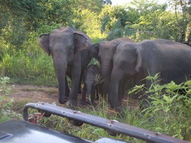 Elefantenfamilie im Minneriya Nationalpark inmitten grüner Landschaft – Sri Lanka Familienreise