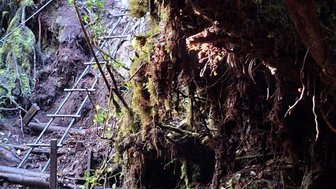 Nebelwald Mossy Forest in den Cameron Highlands - Malaysia Familienreise