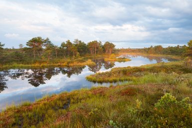 Ein ruhiger Sumpf mit spiegelndem Wasser, umgeben von grünen Bäumen und bunten Pflanzen im sanften Licht der Dämmerung.