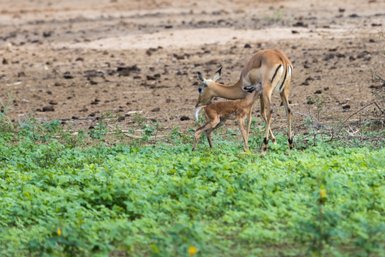 Ein junges Antilopenkalb trinkt von seiner Mutter, während sie in einer grünen Wiese stehen, umgeben von trockenem Boden.