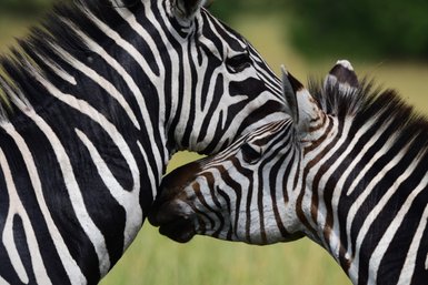Zwei Zebras stehen eng beieinander und berühren sanft ihre Köpfe, während sie in einer grünen Wiese stehen.