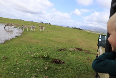Kind schaut begeistert auf eine Zebraherde in der freien Natur – Garden Route Familienreise