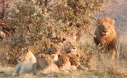 Gruppe von Löwen in Natur - Südafrika for family - Südafrika mit Kindern
