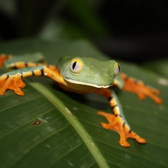 Ein lebhaft gefärbter Frosch mit orangefarbenen Füßen sitzt auf einem großen, grünen Blatt in einer tropischen Umgebung.